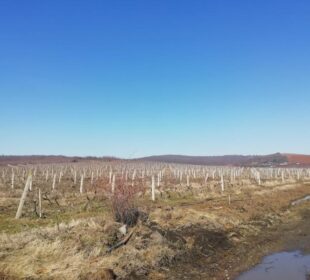 Vinogradi u Donjoj Stopanji; foto: M. Mitić
