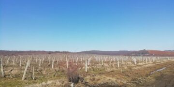 Vinogradi u Donjoj Stopanji; foto: M. Mitić
