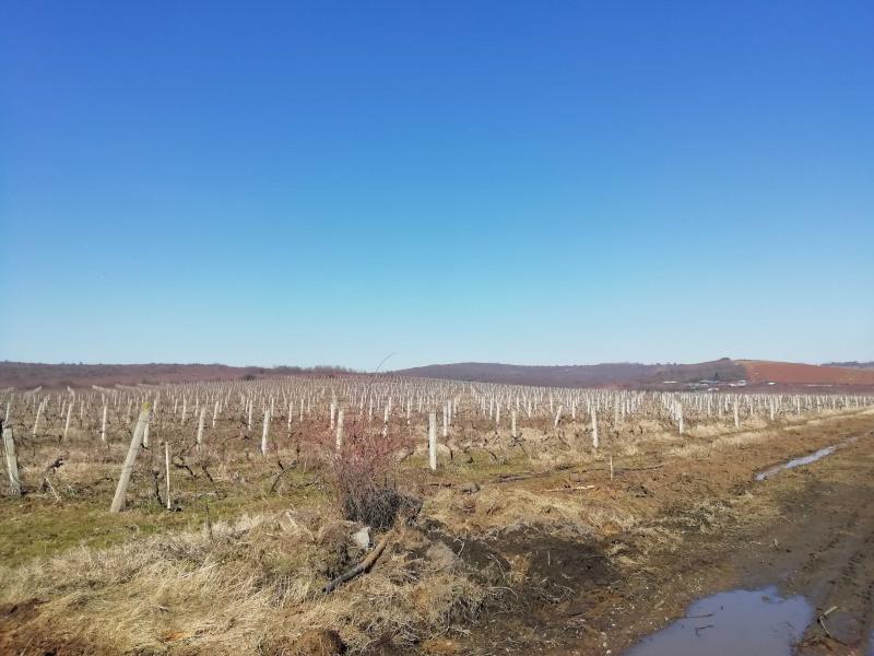 Vinogradi u Donjoj Stopanji; foto: M. Mitić
