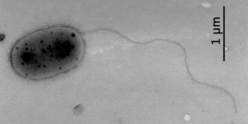 Methylobacteriaceae, Aslam Z., Lee C. S., Kim K.-H., Im W.-T., Ten L. N., Lee S.-T. via Wikipedia, Big think