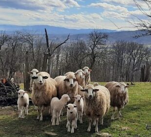 Privatna arhiva Blagica Kostic Stado ima 11 odraslih ovaca i devet jagnjadi
