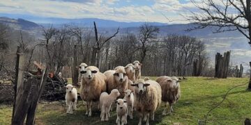 Privatna arhiva Blagica Kostic Stado ima 11 odraslih ovaca i devet jagnjadi