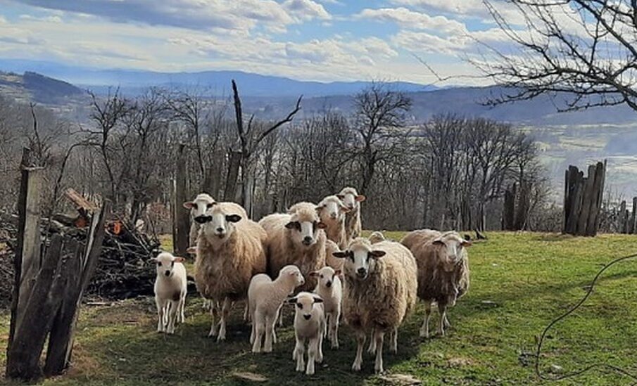 Privatna arhiva Blagica Kostic Stado ima 11 odraslih ovaca i devet jagnjadi