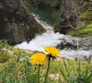 Foto: Nenad Ranđelović
