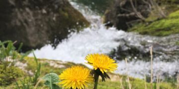 Foto: Nenad Ranđelović