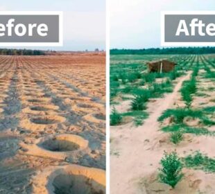 Pakistan’s Ten Billion Tree Tsunami - unep.org