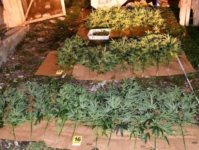 Pronađene 63 stabljike indijske konoplje; foto: Policijska uprava Niš