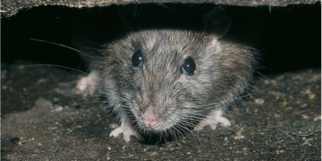 Foto: Getty Images