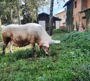 Preuzeto sa izvora: Foto: Niške Vesti / M.V.