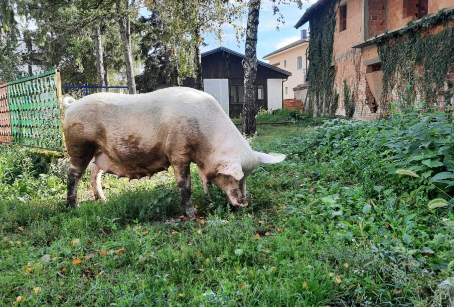 Preuzeto sa izvora: Foto: Niške Vesti / M.V.