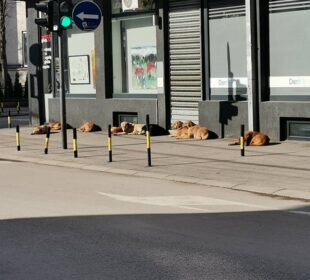 Preuzeto sa izvora: Foto: I.S.