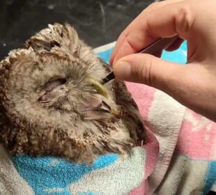 Preuzeto sa izvora: Foto: ZOO Planet Facebook