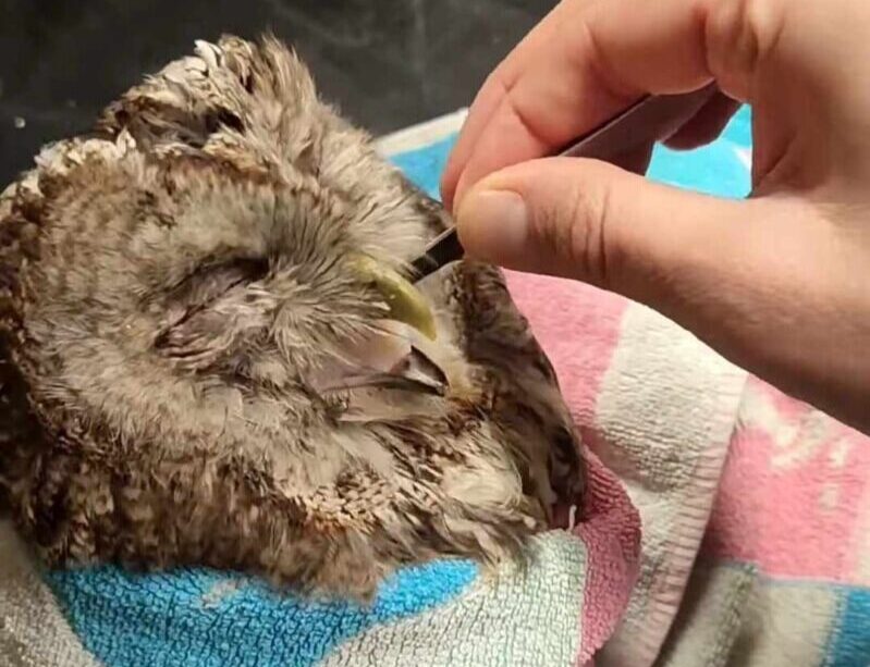 Preuzeto sa izvora: Foto: ZOO Planet Facebook