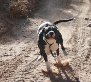Preuzeto sa izvora: FOTO: RAS SRBIJA