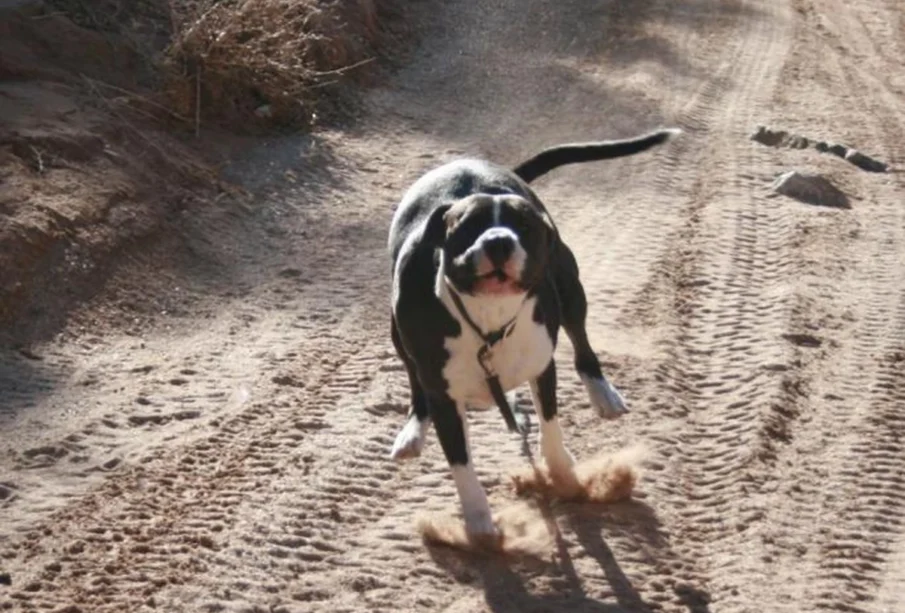 Preuzeto sa izvora: FOTO: RAS SRBIJA
