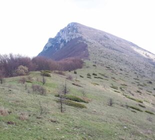 Preuzeto sa izvora: Trem; Foto: Niške Vesti/B.Lj.