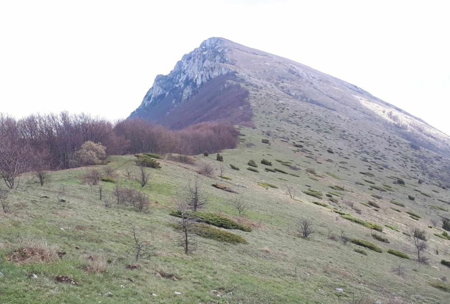 Preuzeto sa izvora: Trem; Foto: Niške Vesti/B.Lj.