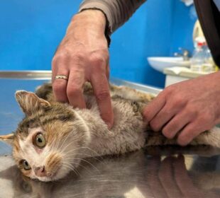 Preuzeto sa izvora: Udruženje "Pit" nudi nagradu onima koji daju informacije o počiniocu; foto: Udruženje "Pit"