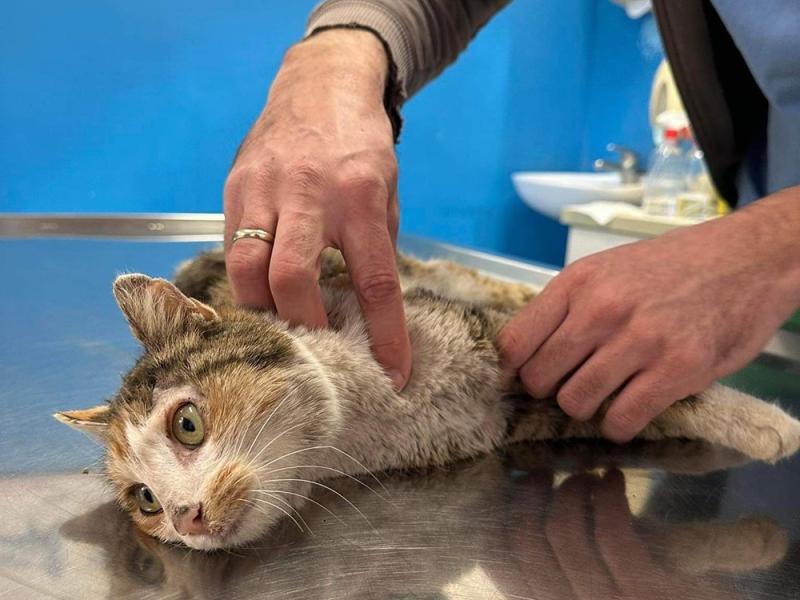 Preuzeto sa izvora: Udruženje "Pit" nudi nagradu onima koji daju informacije o počiniocu; foto: Udruženje "Pit"