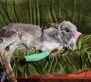 Preuzeto sa izvora: Niške Vesti