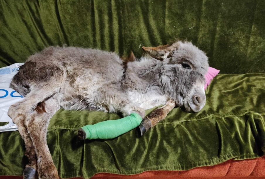 Preuzeto sa izvora: Niške Vesti