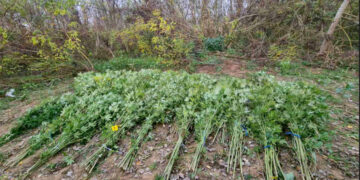 Pronađeno 400 stabljika kanabisa u okolini ALeksinca foto MUP