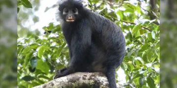 Foto: Daniel Rosengren/Frankfurt Zoological Society