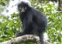 Foto: Daniel Rosengren/Frankfurt Zoological Society